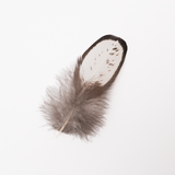 Rooster Feather