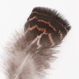 Striped Turkey Tail Feather