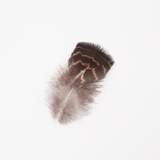Striped Turkey Tail Feather
