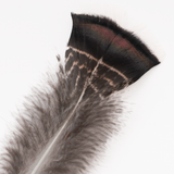 Black Iridescent Turkey Tail Feather