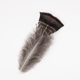 Black Iridescent Turkey Tail Feather