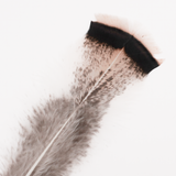 Cream Turkey Tail Feather