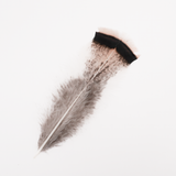 Cream Turkey Tail Feather