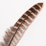 Hen Pheasant Wing Feather