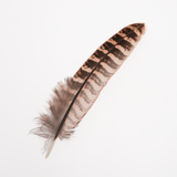 Hen Pheasant Wing Feather