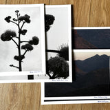 Century Plant Photography